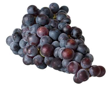 Weintrauben – Wein selber machen
